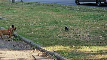 capturado comportamento do uma cinza-preto Corvo e uma castanho francês buldogue dentro uma gramíneo campo. video