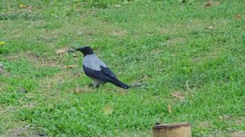 Erfassen das Verhalten von ein grau schwarz Krähe suchen zum Essen im ein grasig Feld. video