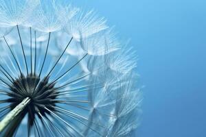 Close up of dandelion on the blue background. Generative AI photo