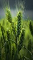 Green barley spike closeup, Green wheat, full grain, Close up of an ear of unripe wheat, AI Generative photo