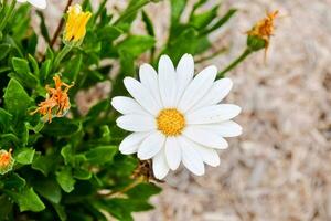 a white daisy with yellow center and green leaves photo