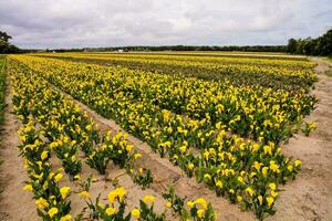 a field of yellow tulips photo