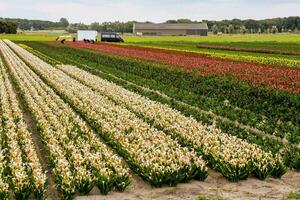 a field of flowers photo