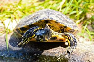 un Tortuga caminando foto