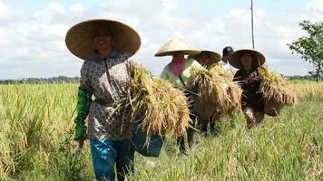 indonesio granjero cosecha y plantando arrozal video