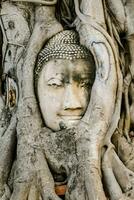 a buddha head is hidden in the roots of a tree photo