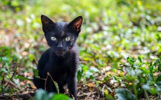 un linda negro nativo tailandés gatito camina en césped al aire libre en el parque en el luz de sol Mañana. foto