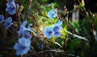 azul ruellia tuberosa flor hermosa floreciente flor verde hoja antecedentes. primavera creciente azul flores y naturaleza viene viva foto