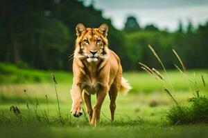 a large brown lion walking through a field. AI-Generated photo