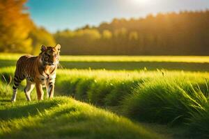 a tiger walking through a grassy field. AI-Generated photo