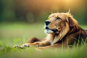 a lion laying in the grass. AI-Generated photo