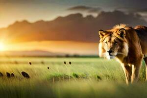 a lion is walking in the grass at sunset. AI-Generated photo