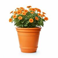 Flowers in pot on white background AI Generative photo