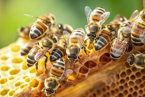 honey bees on honeycomb in apiary in summertime, Honey bees communicate with each other, AI Generative photo