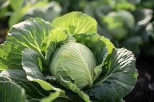 Cabbage growing in an urban garden. Cabbage leaves and head close up. Generative AI photo