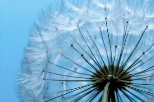 Close up of dandelion on the blue background. Generative AI photo