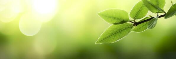 Close up of nature view green leaf on blurred greenery background. Generative AI photo