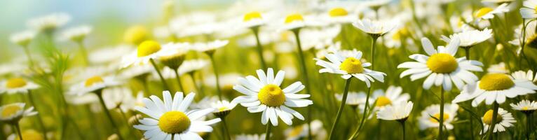 Chamomile flower for a banner. Generative AI photo