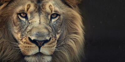 Close up of an African lion. Generative AI photo