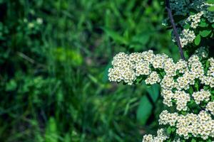 Spiraea ferganensis or meadowsweet. Flowers brightly lit in spring. photo