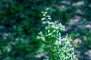 Spiraea ferganensis or meadowsweet. Faded branches of a plant in summer. Dry flower petals. photo