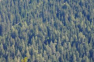 un montaña con un lote de arboles foto