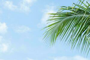 a palm tree with a blue sky in the background photo