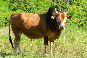 vacas estar en el prado. agricultores aumento ellos en el campos. tiempo de día, de cerca foto