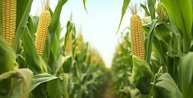 Closeup corn cobs in corn plantation field. Generative AI photo