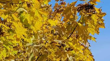 A closeup of the autumn yellow maple leaves on a branch of a tree in the breeze. Autumn tree video