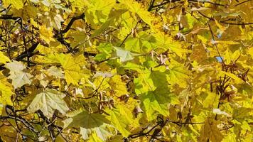 een detailopname van de herfst geel esdoorn- bladeren Aan een Afdeling van een boom in de wind. herfst boom video