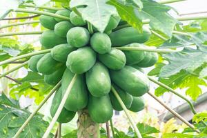 large many papaya freshness greens in the garden concept. papaya has vitamins that can nutritious photo