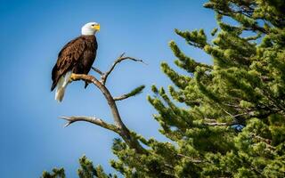 Eagle's Nest Majesty, A Breathtaking Glimpse into the Regal World of Eagles, High in the Canopy. AI Generated photo