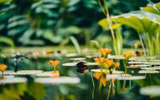 Tranquil Oasis, A Visual Symphony of Serenity in a Lily Pad-Blanketed Pond. AI Generated photo