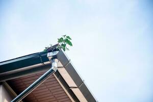 The trees on the gutter were grown from the seeds that the birds have eaten and drowned on the roof of the building. Copy space blue sky for design, text. Blue sky and cloud blurred background photo