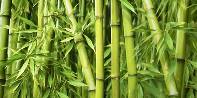 The Green Bamboo Forest. A Natural Wonder. AI Generative photo