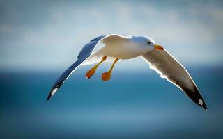 Ethereal Symphony, A Majestic Seagull Soaring Above Azure Waves. AI Generated photo