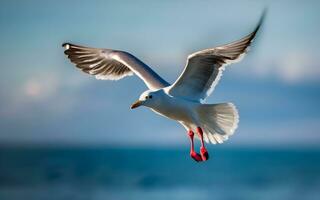 etéreo sinfonía, un majestuoso Gaviota altísimo encima azur ondas. ai generado foto