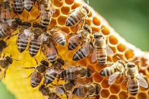 honey bees on honeycomb in apiary in summertime, Honey bees communicate with each other, AI Generative photo