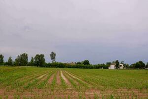 a field with corn plants and a house in the background photo