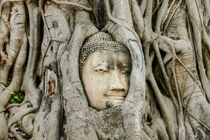 a buddha head is in the roots of a tree photo