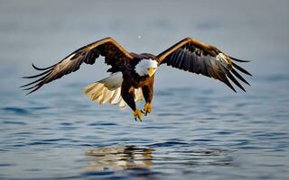 maestro majestad, un asombroso vislumbrar de el calvo águila dominante vuelo. ai generado foto