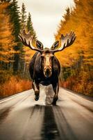 Magnificent Moose in Autumn on The Road   generative ai photo