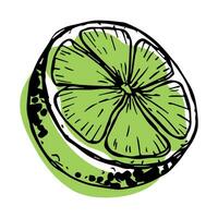 Vector lime clipart. Hand drawn citrus icon. Fruit illustration. For print, web, design, decor