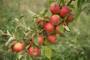 Red apples on apple tree in orchard. Ripe apples ready to harvest. photo