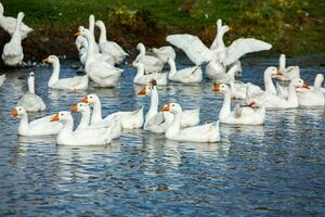 A flock of white geese swims in the water of the lake. photo
