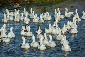 A flock of white geese swims in the water of the lake. photo