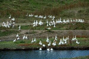 A flock of white geese swims in the water of the lake. photo