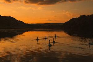 Mute swans swimming in a lake at sunset. Beautiful nature background. photo