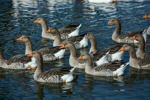 A flock of white geese swims in the water of the lake. photo